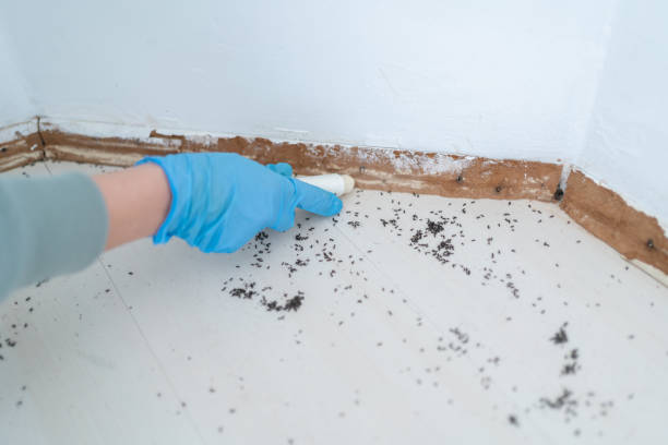 Best Wasp Removal Services  in North Bend, NE